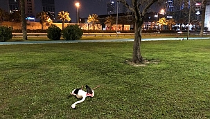 Flamingoların ölüm nedeni araştırılıyor