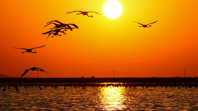 Gediz Deltası'nda 13 Bin Flamingo Yavrusu Halkalanacak